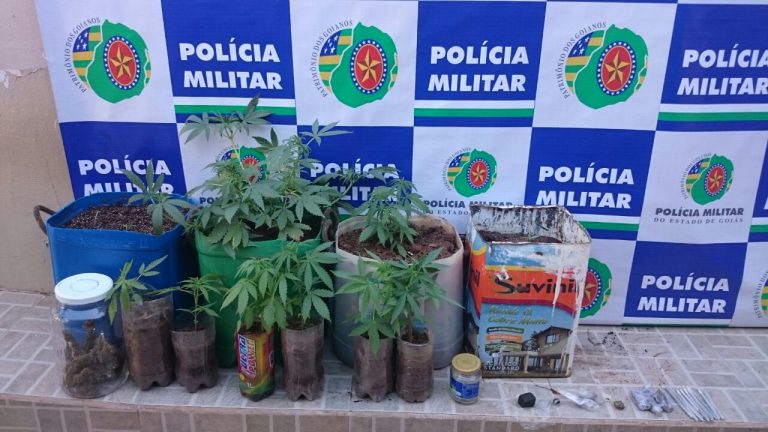 PM de Catalão prende traficante que cultivavam pés de maconha em sua casa