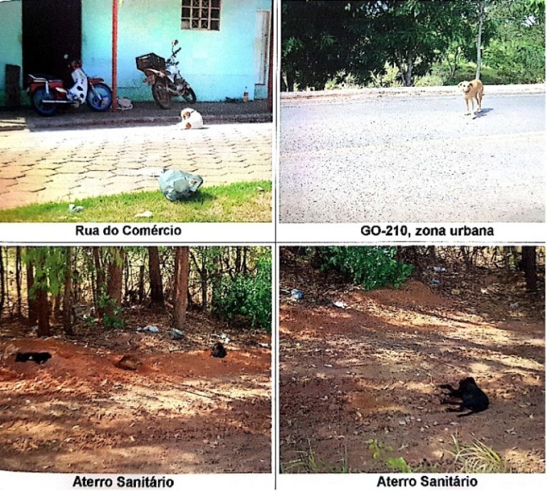Prefeitura de Nova Aurora é acionada por não oferecer destinação a animais de rua
