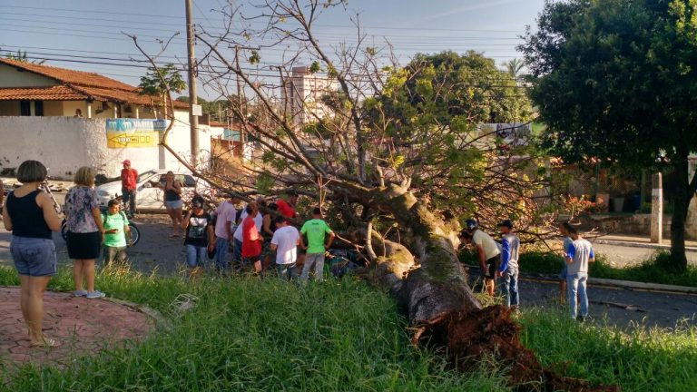 Árvore cai sobre motociclista em Catalão