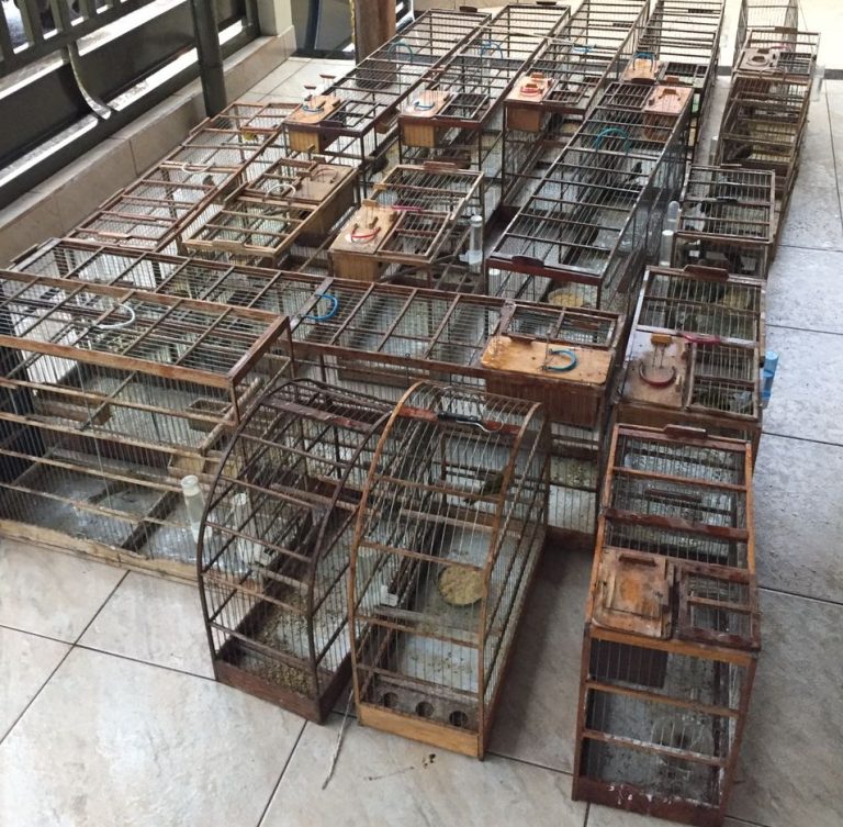 MEIO AMBIENTE: PM de Catalão prende homem com canários da terra