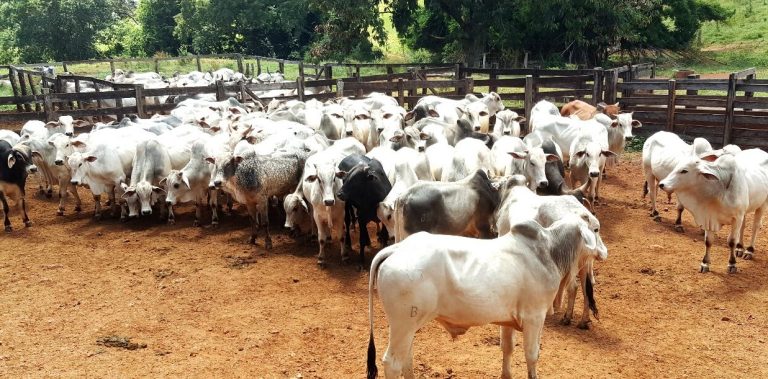 Polícia Civil recupera 59 cabeças de gado nelore que foram furtadas em fazenda de Catalão