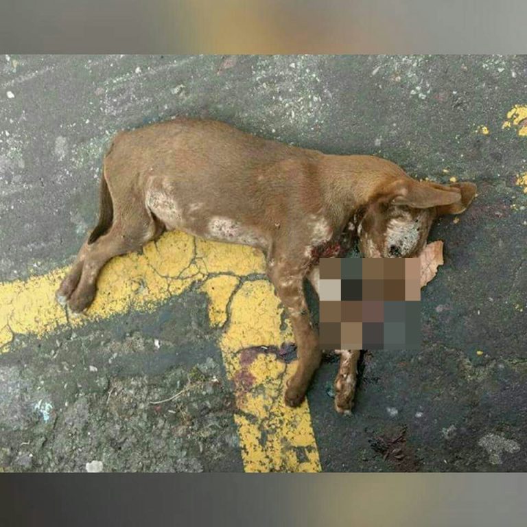 Polícia Civil começa a investigar a morte de cerca de 40 cachorros em Catalão