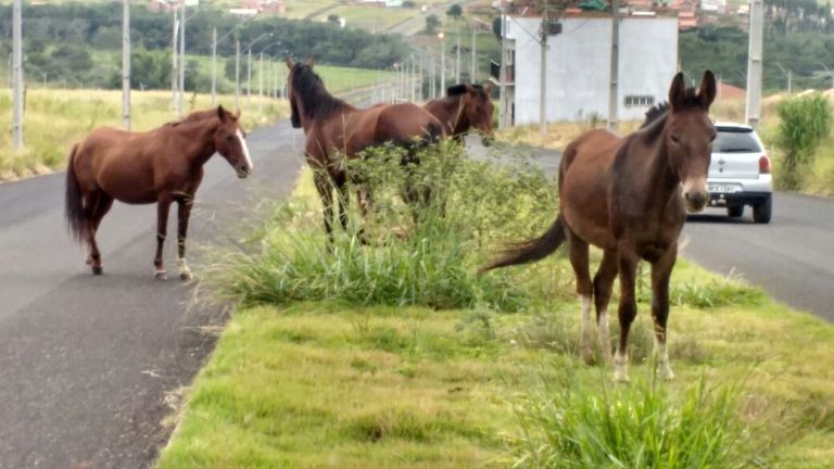 QUERO VER NO BLOG: cavalos em avenida do Alvino Albino proporcionam riscos a motoristas e motociclistas