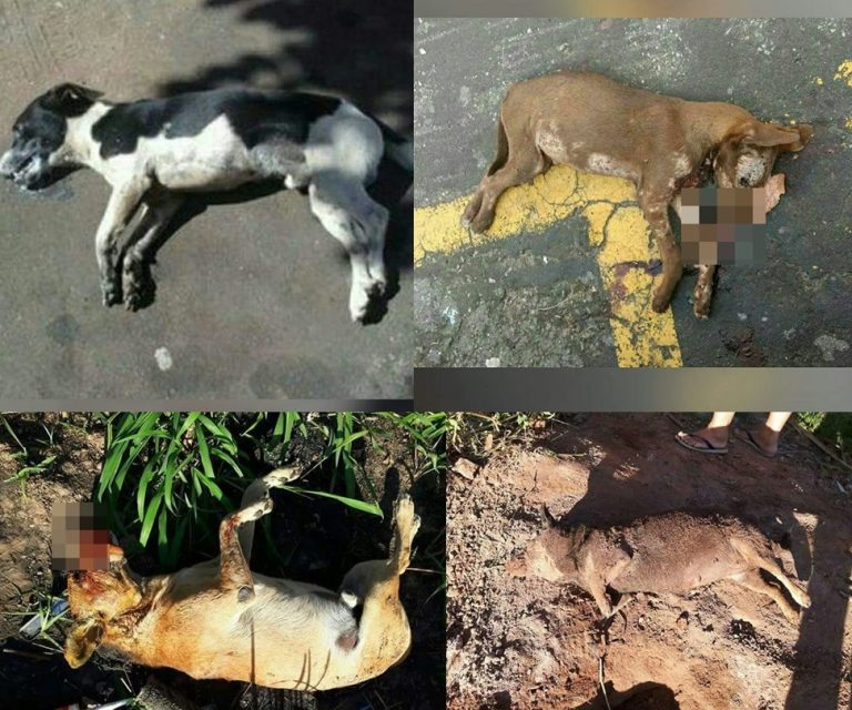 Cães de rua em Catalão são mortos com pedaços de carnes envenenados