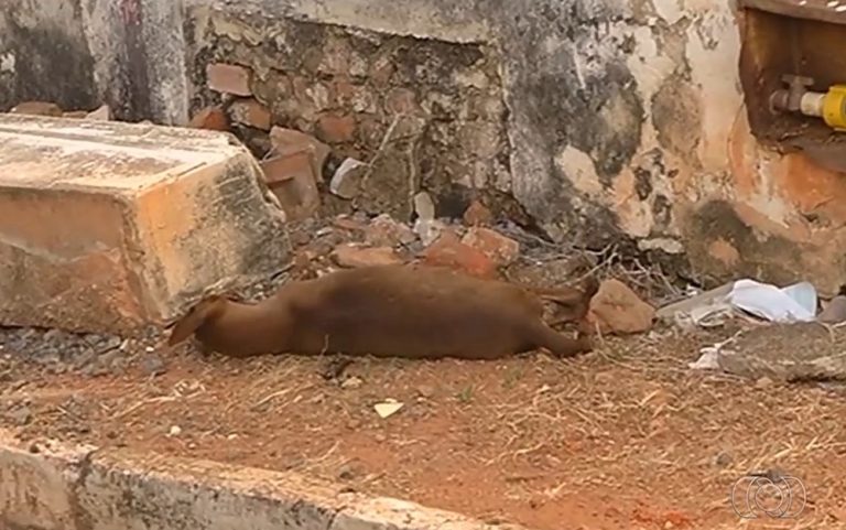 Aproximadamente 40 cães mortos por envenenamento em Catalão