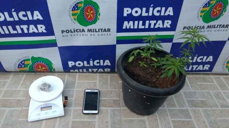 PM apreende pés de maconha no Jardim Primavera e prende três pessoas