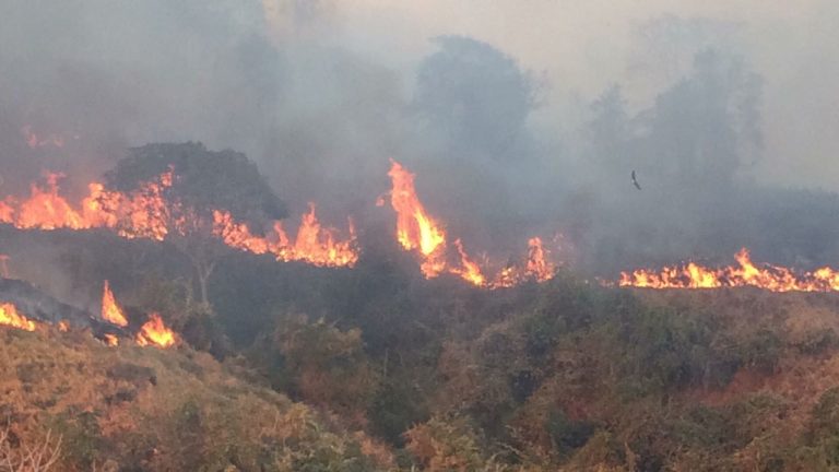 Queimada próximo ao bairro Pontal Norte destrói área considerável de vegetação