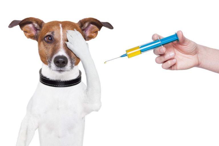 Vacinação antirrábica em cães e gatos acontece durante os meses de setembro e outubro