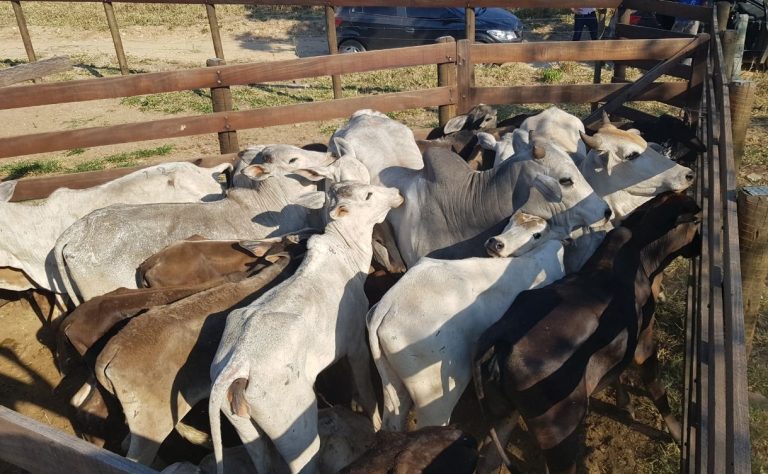 PC recuperara 26 cabeças de gado que foram furtadas de uma fazenda do município de Davinópolis na noite da ultima terça (17)