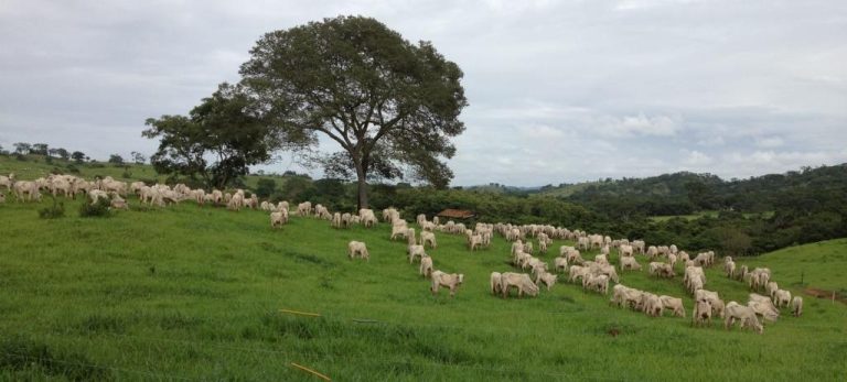 Cabeças de gado nelore são furtadas em fazenda de Urutaí, cidade próxima de Ipameri