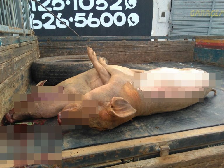 Homem é preso por furto de porcos em propriedade rural de Catalão