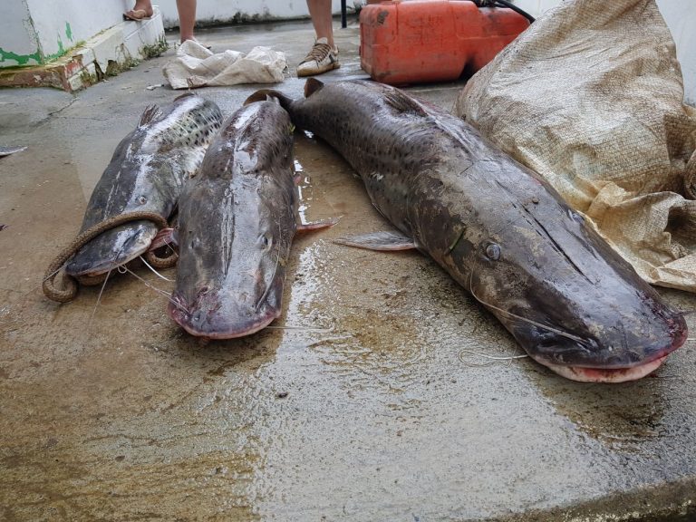 Operação Cota Zero: sete homens foram presos pela Polícia Civil em Cumari por pesca predatória
