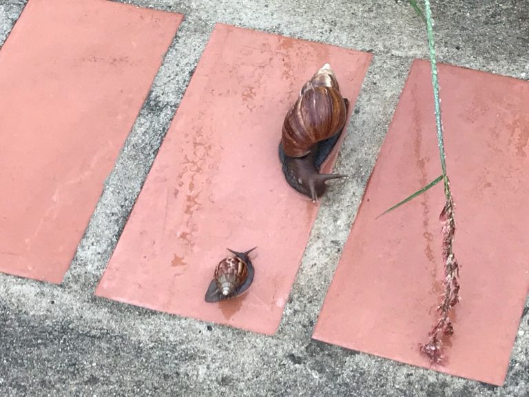 Em Catalão, moradores da rua 2001 do Jardim Paineiras sofrem com invasão de Caramujos Africanos