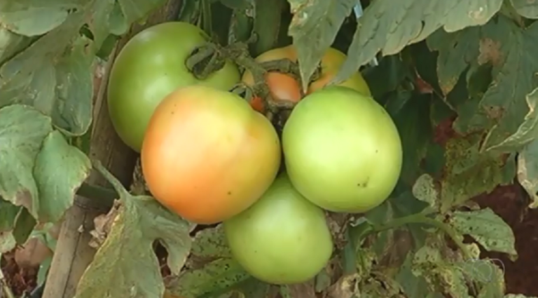 Produtores investem no cultivo do tomate em Catalão