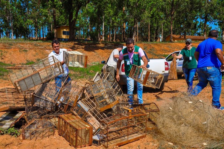 Material apreendido pela Secretaria Municipal de Meio Ambiente de Catalão foram destruídos