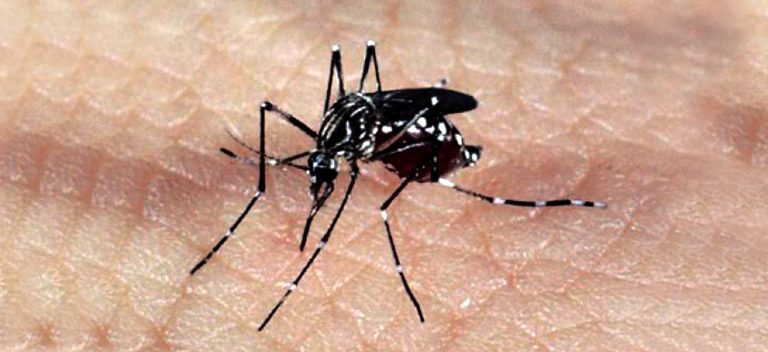 Com o fim das chuvas, aumenta preocupação dos casos de dengue em Catalão