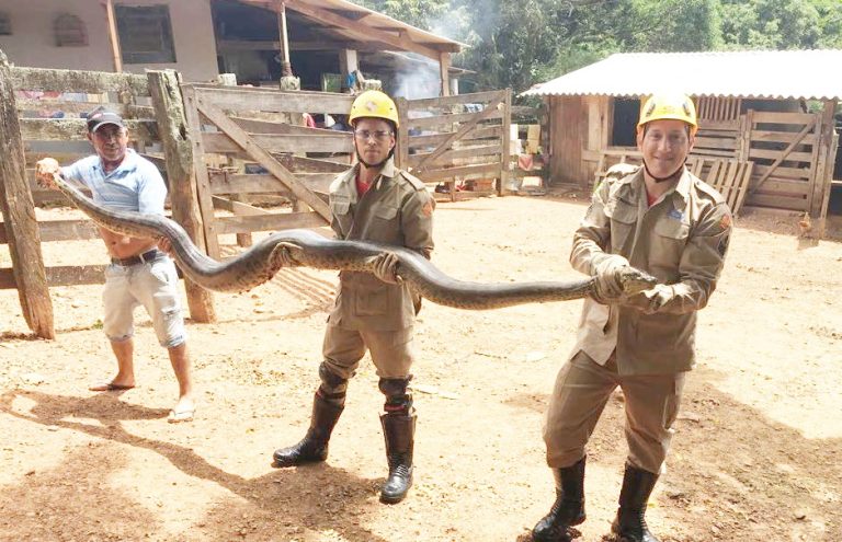 Corpo de Bombeiros de Catalão capturam cobra sucuri de aproximadamente 4 metros de comprimento