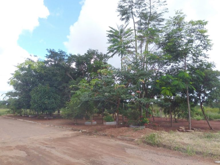 Exemplo de cidadania e zelo pelo meio ambiente feito por morador do Residencial Liz em Catalão