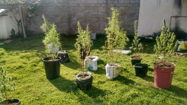 Em Catalão dupla de jovens é presa por cultivar maconha em quintal de uma casa