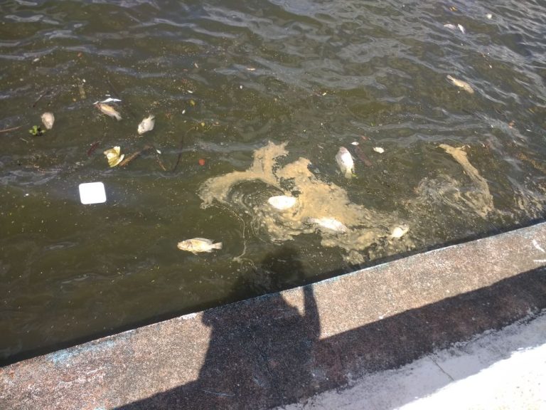 Peixes mortos na represa do Clube do Povo; internauta enviou fotos para a redação do Blog do Badiinho