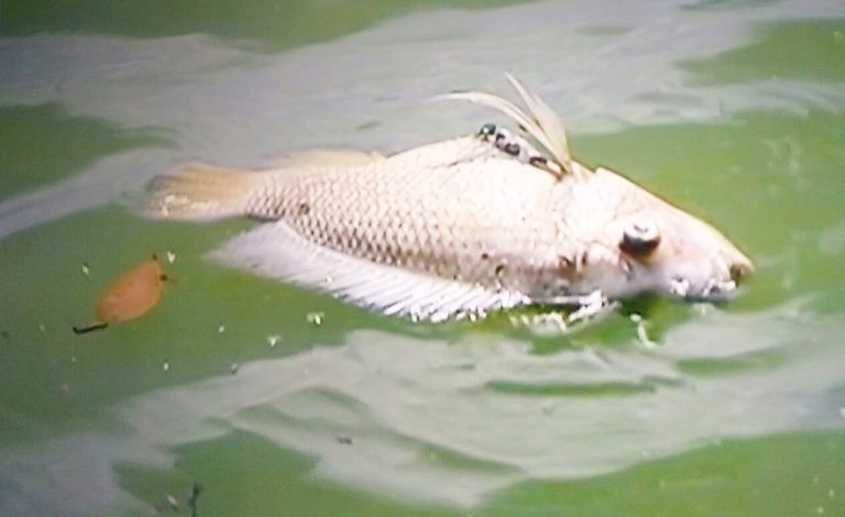 Mortalidade de Peixes na Represa do Clube Povo; Secretário de Meio Ambiente de Catalão afirma que mudanças climáticas está provocando as mortes