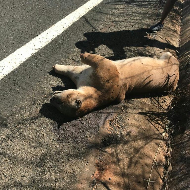 Onça parda é encontrada nas margens da GO 210 entre Davinópolis e Catalão