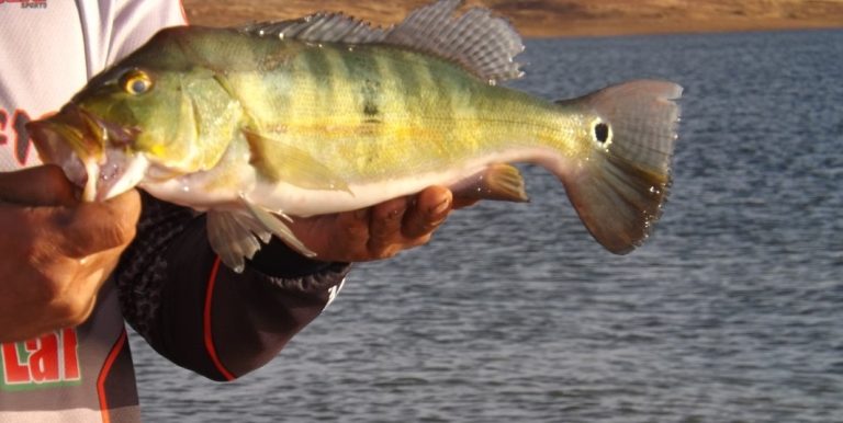 Segunda etapa do Campeonato Mineiro de Pesca será realizado sábado (12) no lago azul de Três Ranchos