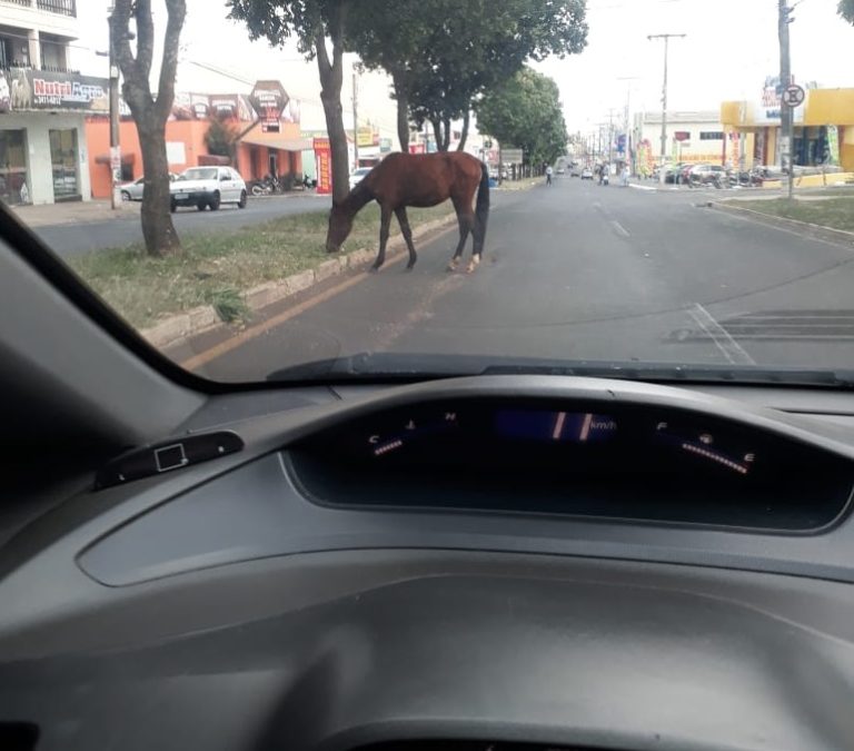 Cavalo é flagrado em plena Avenida Doutor Lamartine Pinto de Avelar