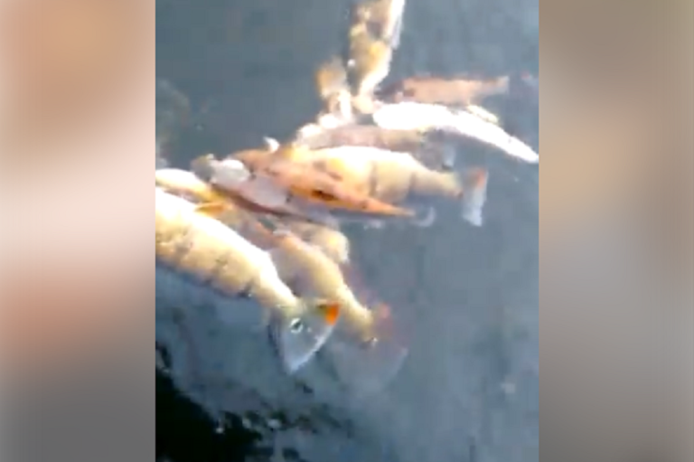 🎥Vídeo mostra prática de pesca predatória no lago da Usina Hidrelétrica Serra do Facão