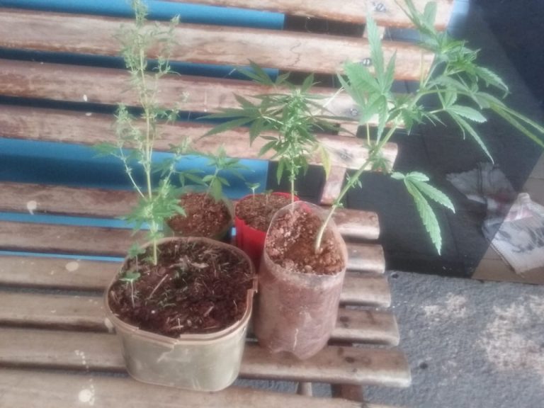GIRO POLICIAL: PM prende rapaz por cultivar pés de maconha, duas mulheres por receptação e jovem  com motocicleta com numeração de chassis raspada