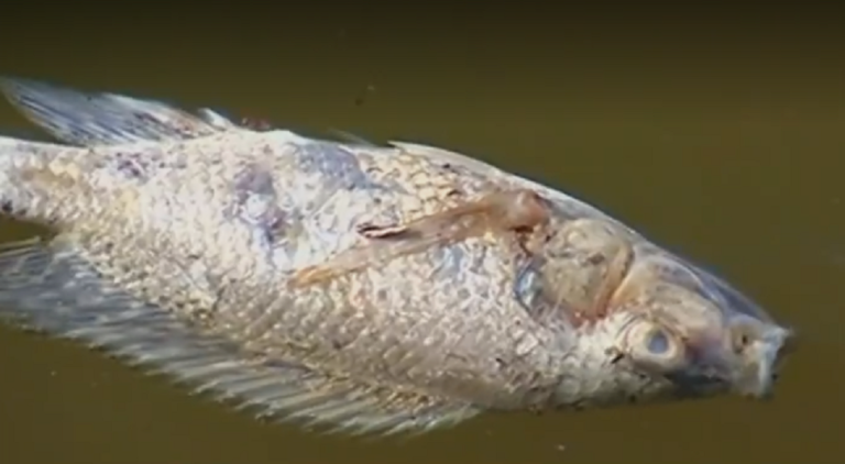 Lançamento de dejetos de esgoto foi o que causou mortandade de peixes na represa do Haley