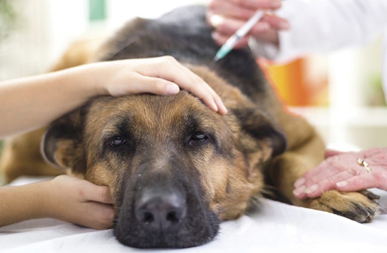Campanha antirrábica: dia D de vacinação contra a raiva em cães e gatos será no próximo sábado (22)