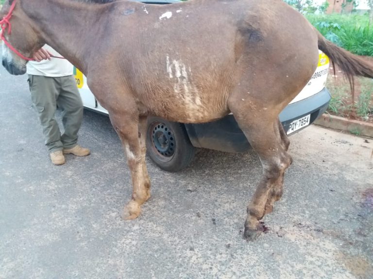 EQUINO QUE ESTAVA EM SITUAÇÃO DE ABANDONO E AMPARADO POR VOLUNTÁRIA, FOI SUBMETIDO A EUTANÁIA; ENTENDA O CASO