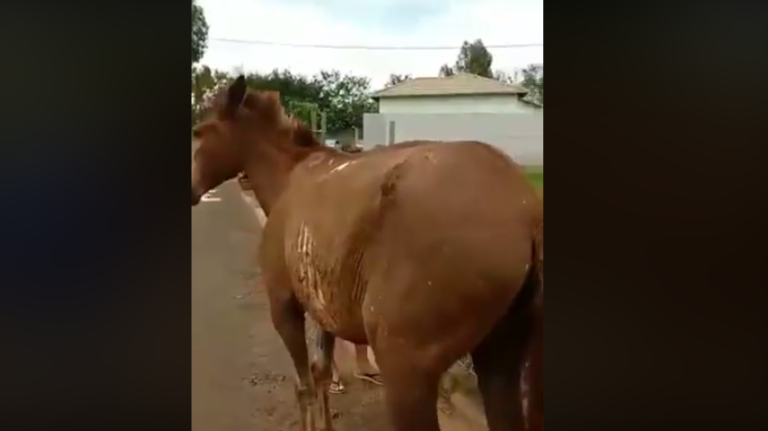 Internauta denuncia abandono de equino ferido no setor Maria Amélia