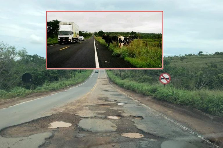 Buracos na GO 330 entre Ipameri e Catalão e animais bovinos nas rodovias da região estão colocando vidas em risco