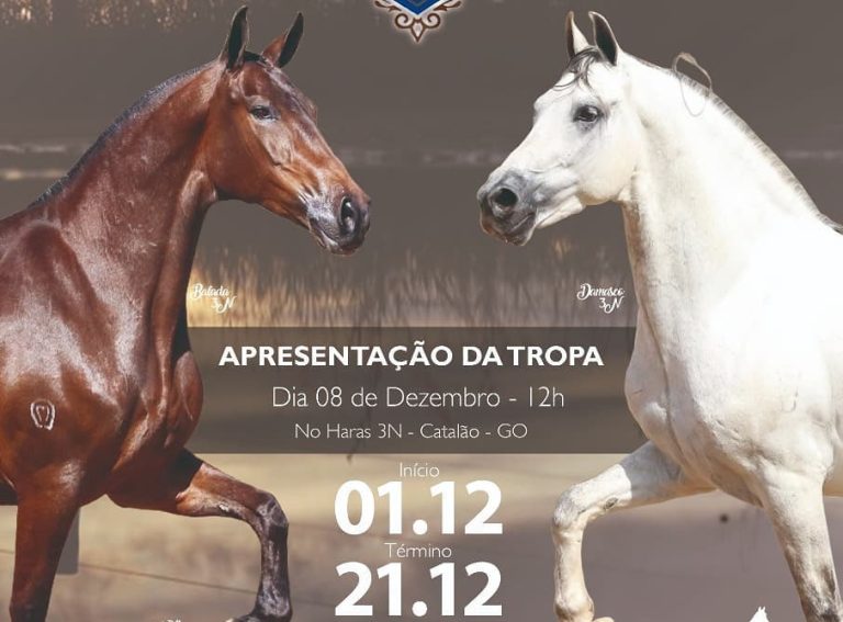 Haras 3 N realizará leilão online da raça Mangalarga Machador do 01 a 21 dezembro