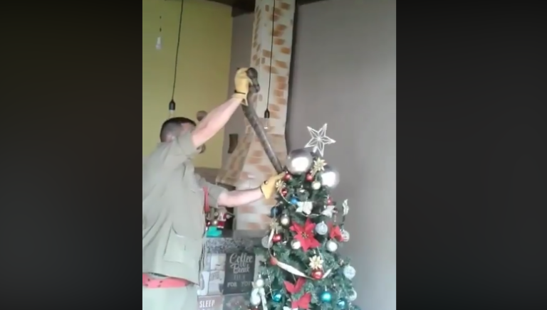 Em Inhumas, criança encontra jiboia em árvore de natal