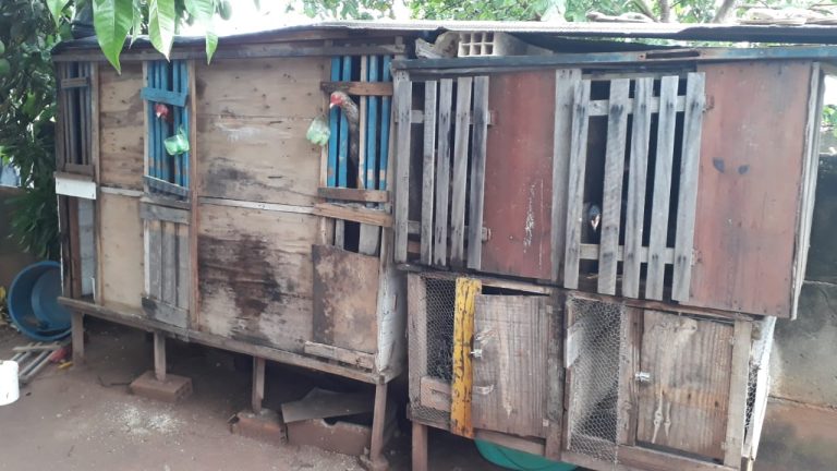 Polícia Militar e SEMMAC acabam com rinha de galo em Catalão