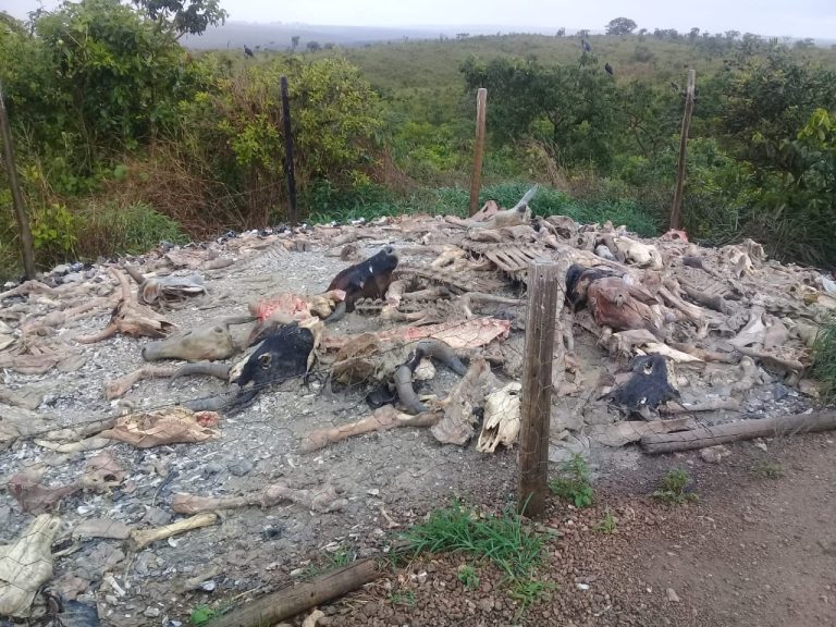 PM de Catalão descobre matadouro clandestino de bovinos em Santo Antônio do Rio Verde; homem foi preso com espingarda