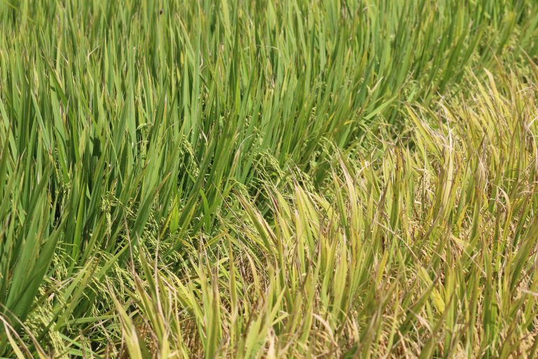 ARROZ BRASILEIRO APRESENTA FORTE ALTA NAS EXPORTAÇÕES