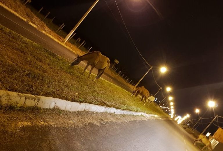 EQUINOS SÃO FLAGRADOS NA AVENIDA JOSÉ MARCELINO ENTRE O ESTRELA E MARIA AMÉLIA