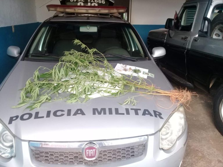 EM TRÊS RANCHOS JOVEM É PRESO POR CULTIVAR PÉ DE MACONHA DE 1 METRO EM SUA CASA; VEJA AS DEMAIS OCORRÊNCIAS POLICIAIS DO FINAL DE SEMANA