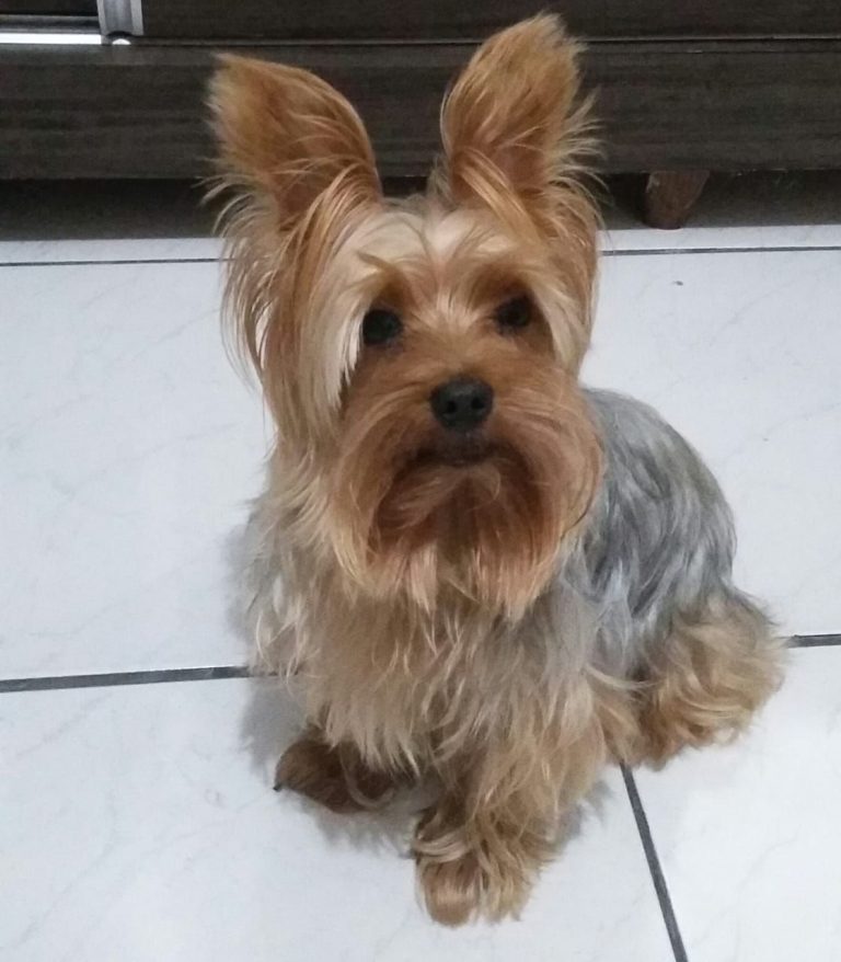 PROCURA-SE CÃOZINHO DA RAÇA YORKISHYRE QUE ATENDE PELO NOME DE MARLEY
