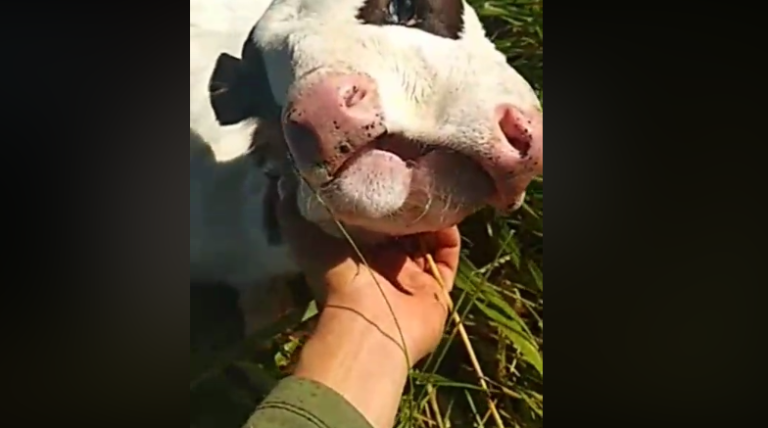 QUE TRISTE! MORRE BEZERRO QUE NASCEU COM DUAS CABEÇAS EM FAZENDA DE DAVINÓPOLIS-GO; ANIMAL NÃO ANDAVA E SE AMAMENTAVA POR MAMADEIRA