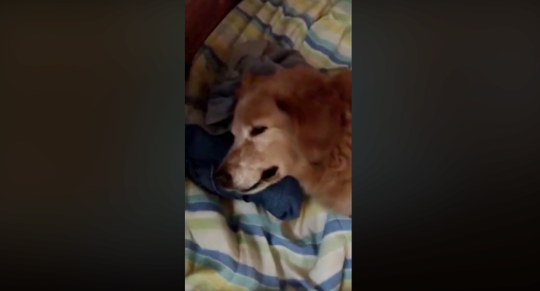 16 CÃES FORAM ENVENENADOS EM ABRIGO DE CATALÃO; DOIS ANIMAIS MORRERAM E OUTROS 14 ESTÃO EM RECUPERAÇÃO