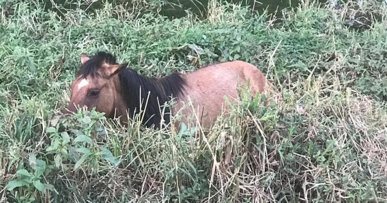 BOMBEIROS DE CATALÃO RESGATAM CAVALO PRESO DENTRO DE REPRESA; RESPONSÁVEL PELO ANIMAL NÃO FOI LOCALIZADO E SITUAÇÃO DE EQUINOS SOLTOS NAS RUAS É ROTINEIRA NA CIDADE