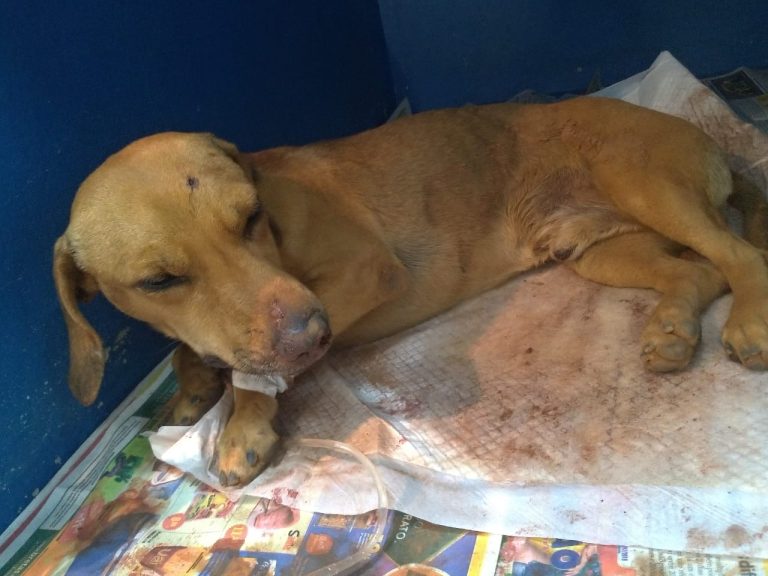 CACHORRO ENCONTRADO ENTERRADO VIVO SERÁ OPERADO HOJE