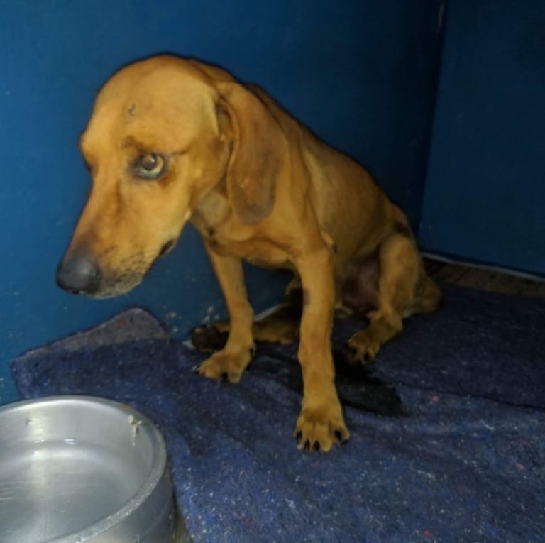 CACHORRO ENTERRADO VIVO EM CATALÃO RECEBE ALTA E É ADOTADO