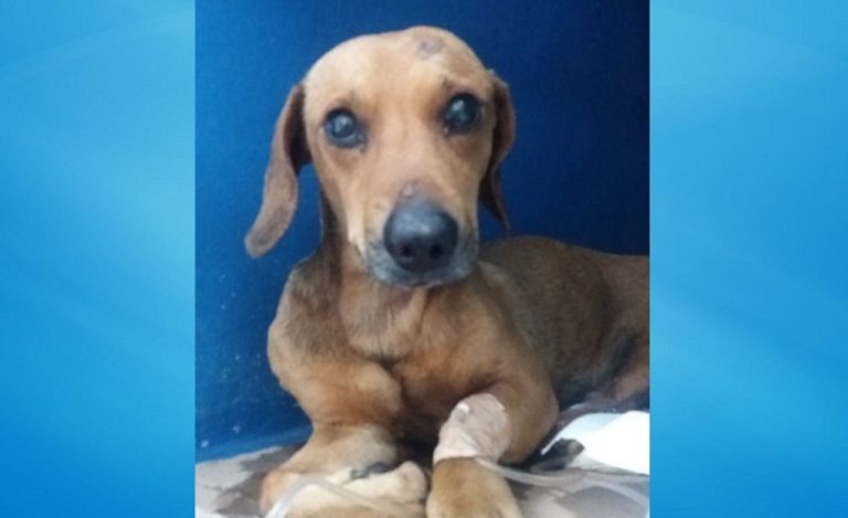 CAMPANHA DE ARRECADAÇÃO PARA CUSTEIO DE TRATAMENTO DE CACHORRO ENTERRADO VIVO FOI ENCERRADA; CIRURGIA DO ANIMAL JÁ DURA CERCA DE 7 HORAS