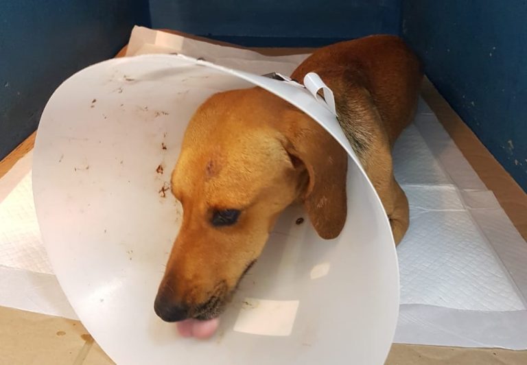 FINAL FELIZ PARA O CACHORRINHO QUE ENCONTRADO ENTERRADO VIVO EM CATALÃO; CÃO FOI ADOTADO POR UM MORADOR DE GOIÂNIA